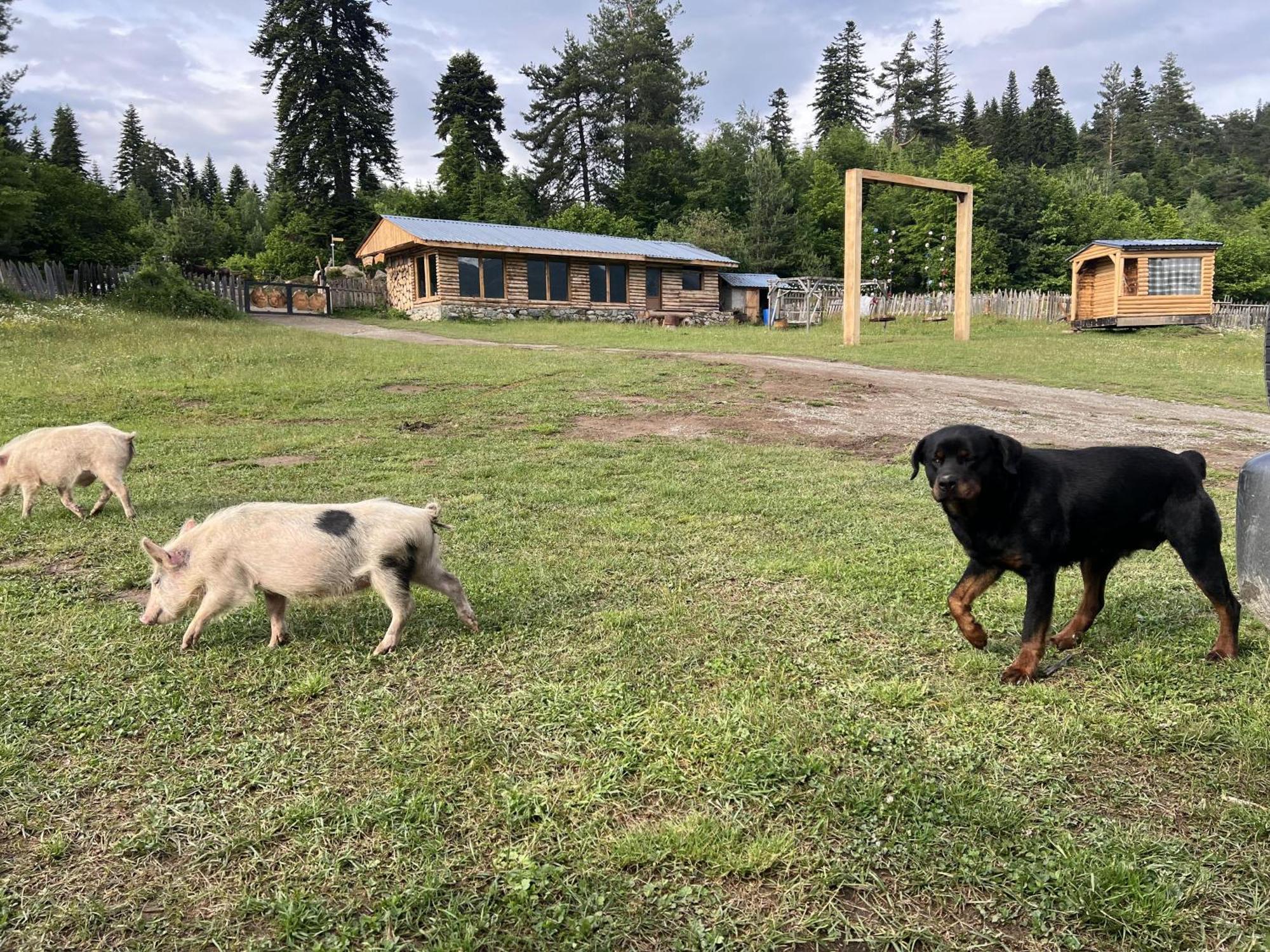 Heshkili Huts Svaneti Keshkili Luaran gambar